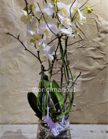 Pianta di Phaleonopsis, diversi colori a richiesta.