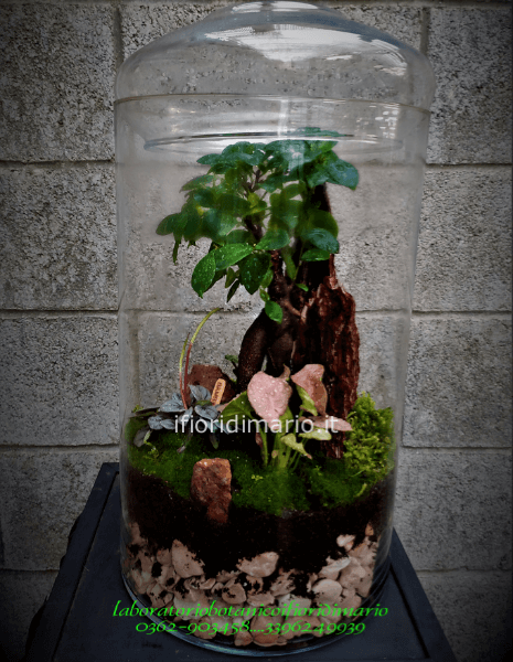 Terrarium in vetro con piante verdi e miste » Consegna fiori a