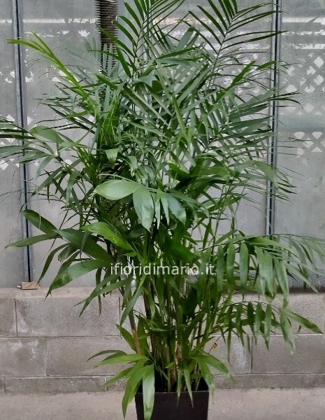 ESEMPLARE DI CHAMADOREA ELEGANS- CON COPRIVASO DI PLASTICA-MT.1.80