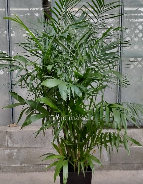 ESEMPLARE DI CHAMADOREA ELEGANS- CON COPRIVASO DI PLASTICA-MT.1.80