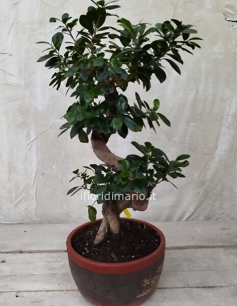 BONSAI FICUS