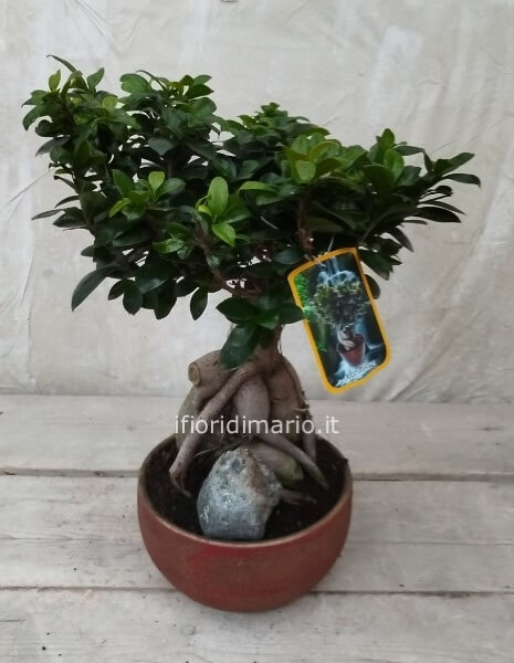 BONSAI FICUS GINSENG-CM-60