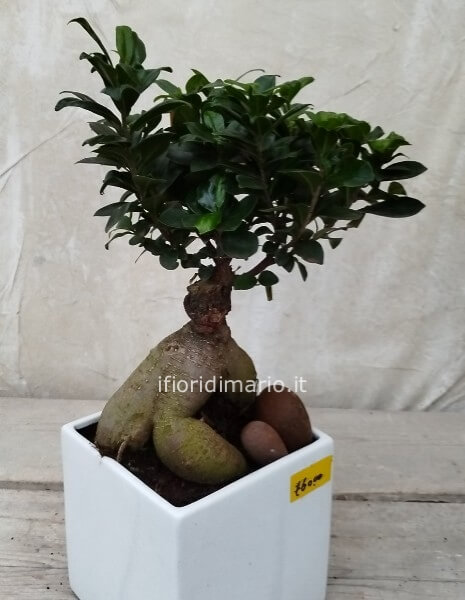 BONSAI FICUS GINSENG- VASO QUADRATO- CERAMICA- ALTEZZA CM.50
