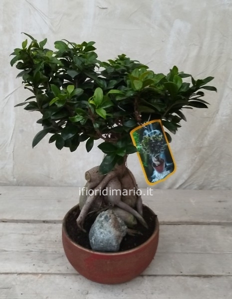 BONSAI GINSENG MEDIO-60 CM-